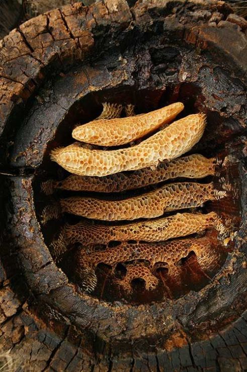 Bee Hive in Tree