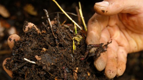 Compost and Hand